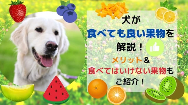 獣医師監修 犬はいちごを食べられる いちごがもたらす健康効果や与える際の注意点について解説 ペット保険のトリセツ