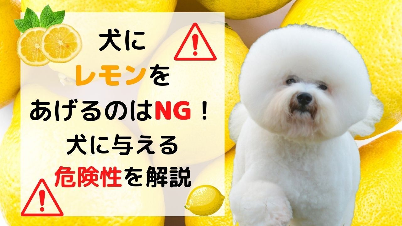 獣医師監修 犬にレモンをあげるときには工夫が必要 レモンに含まれる成分が犬に与える影響について解説 ペット保険のトリセツ