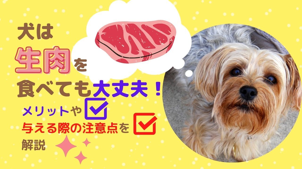 獣医師監修 犬は生肉を食べられる 健康を損ねないための与え方と栄養素がもたらすメリットを解説 ペット保険のトリセツ