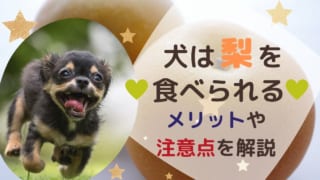 獣医師監修 犬にレモンをあげるときには工夫が必要 レモンに含まれる成分が犬に与える影響について解説 ペット保険のトリセツ