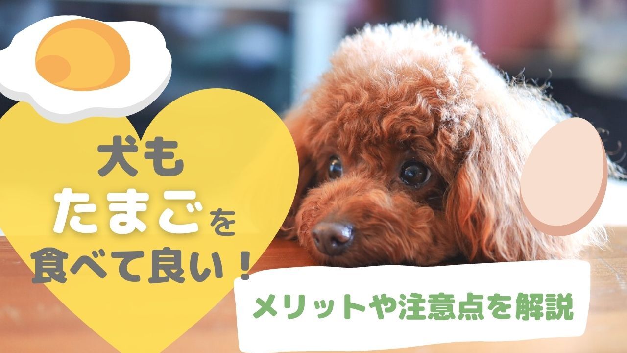 卵は犬に食べさせてok 栄養素から得られる健康効果や与える際の注意点をまとめて解説 ペット保険のトリセツ