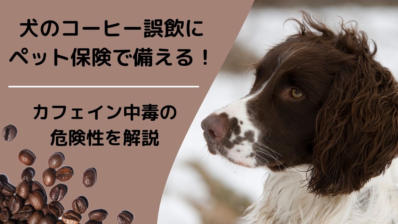 獣医師監修 犬のコーヒー誤飲にはペット保険でも備えられる カフェイン中毒の危険性を解説 ペット保険のトリセツ