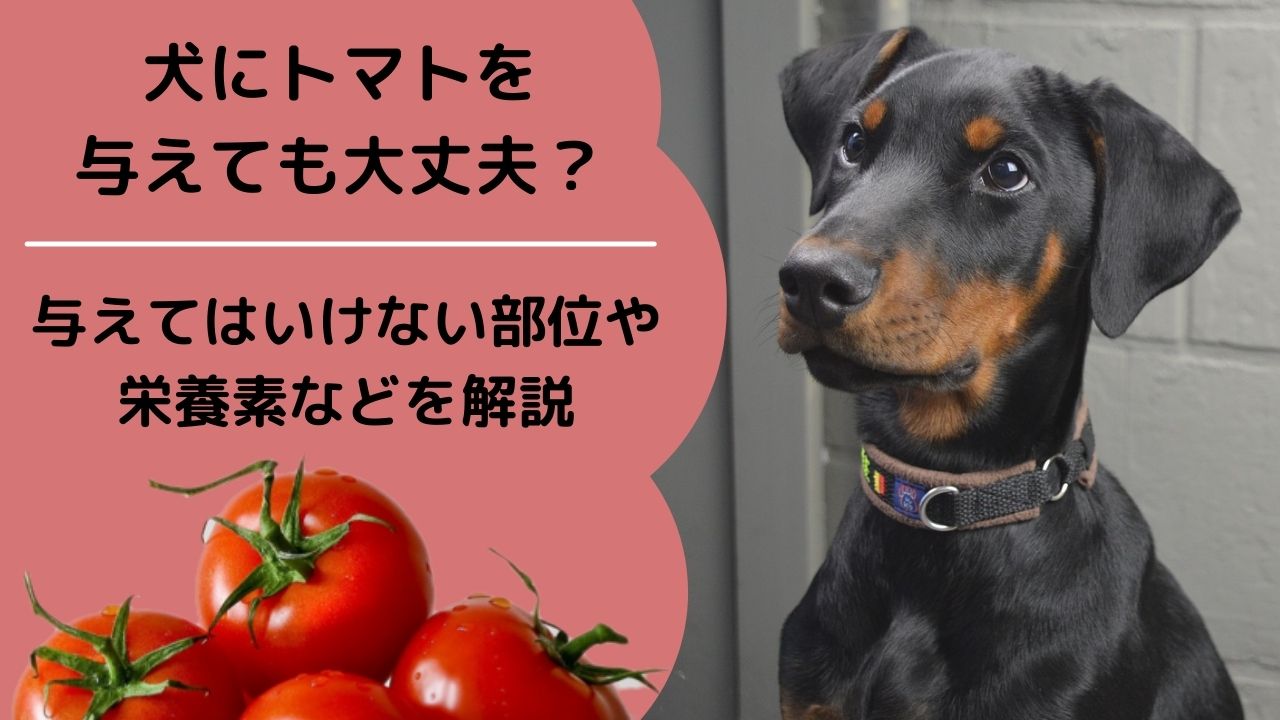 獣医師監修 犬にトマトを与えても大丈夫 与えてはいけない部位や栄養素などを解説 ペット保険のトリセツ