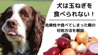 犬のニンニク誤食にはペット保険でも備えられる 有機チオ硫酸化合物の危険性を解説 ペット保険のトリセツ