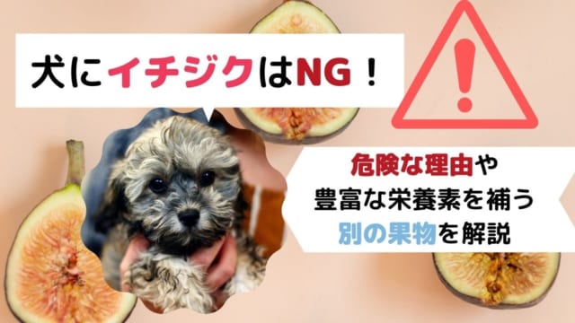 犬は豆腐を食べていい 健康な体づくりをサポートするための適切な与え方や注意点を解説 ペット保険のトリセツ