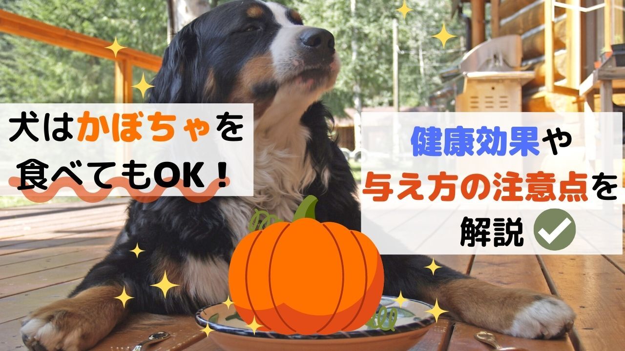 獣医師監修 犬はかぼちゃを食べてもok 栄養素から得られる健康効果や与え方の注意点を解説 ペット保険のトリセツ