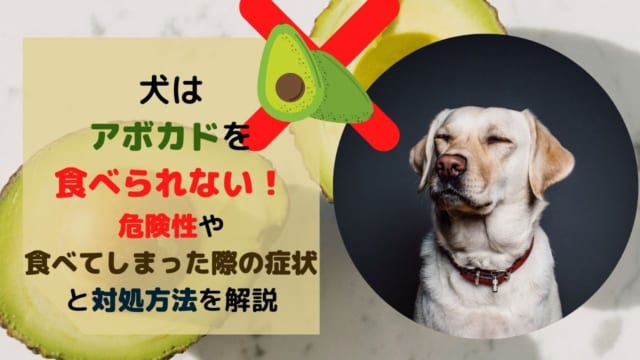 獣医師監修 キウイは犬に食べさせても大丈夫 栄養素が与えるメリットやあげるときの注意点について解説 ペット保険のトリセツ