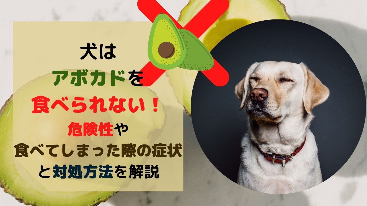 アボカドを犬に与えないで 成分が招く危険性や食べてしまったときの対処法を解説 ペット保険のトリセツ