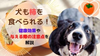 犬が食べていい果物を紹介 栄養素が与えるメリットや食べてはいけない果物と合わせて解説 ペット保険のトリセツ