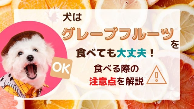 獣医師監修 キャベツを犬に与えるときは要注意 持病のある犬に与えてはいけない理由や体調不良時の対処法を解説 ペット保険のトリセツ 獣医師監修 キャベツを犬に与えるときは要注意 持病のある犬に与えてはいけない理由や体調不良時の対処法を解説 ペット保険のトリセツ