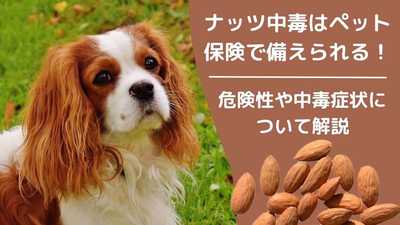 愛犬のナッツ中毒はペット保険で備えられる 食べさせてはいけないナッツの危険性や中毒症状について解説 ペット保険のトリセツ