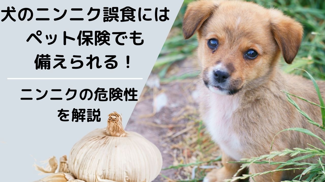 犬のニンニク誤食にはペット保険でも備えられる 有機チオ硫酸化合物の危険性を解説 ペット保険のトリセツ