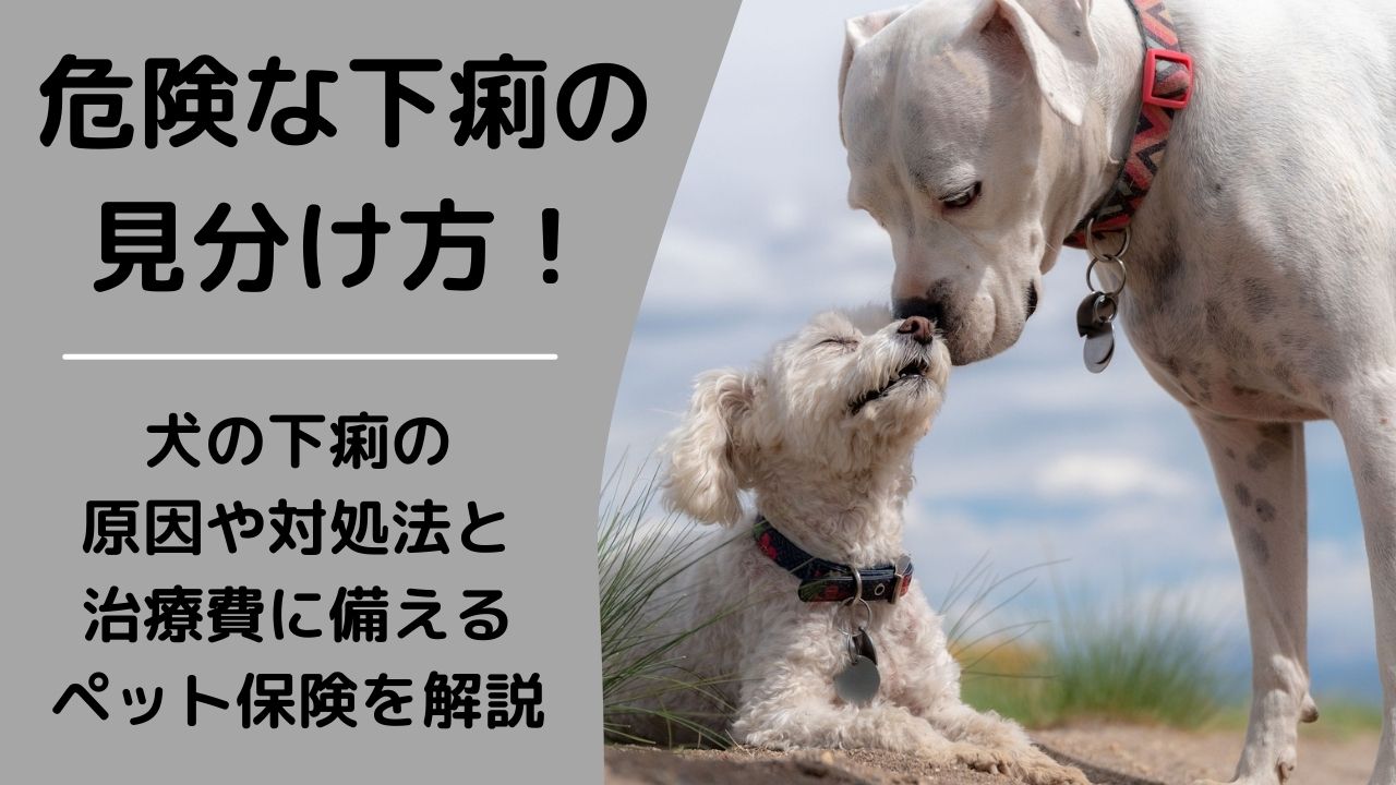 獣医師監修 危険な下痢の見分け方 犬の下痢の原因や対処法と治療費に備えるペット保険を解説 ペット保険のトリセツ