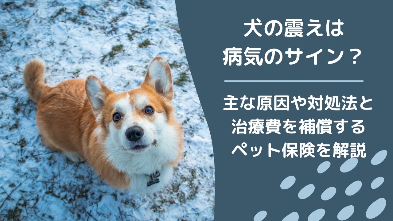 獣医師監修 犬の震えは病気のサイン 震えの主な原因や対処法と治療費を補償するペット保険を解説 ペット保険のトリセツ 獣医師監修 犬の震えは病気のサイン 震えの主な原因や対処法と治療費を補償するペット保険を解説 ペット保険のトリセツ