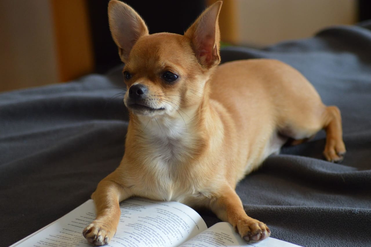 本を読む犬