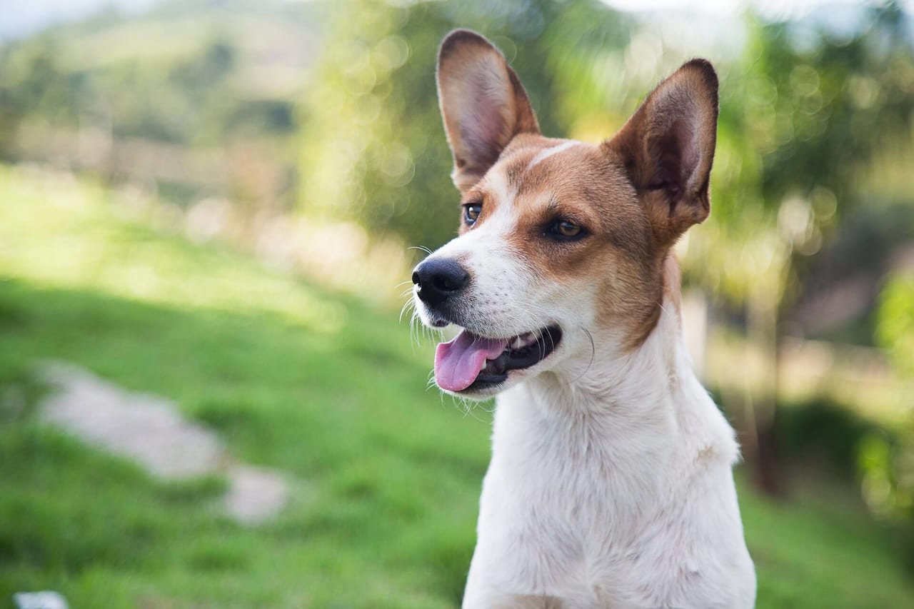 犬のニンニク誤食にはペット保険でも備えられる 有機チオ硫酸化合物の危険性を解説 ペット保険のトリセツ