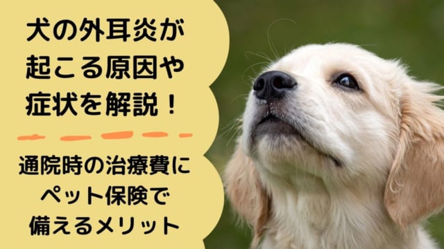 歯周病はペット保険で補償される 犬や猫の乳歯抜歯も解説 ペット保険のトリセツ