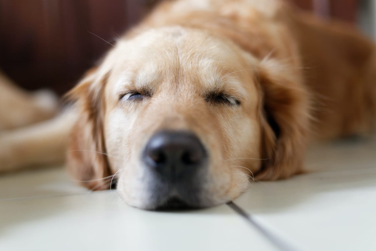 獣医師監修 犬の大きないびきは病気の可能性も 詳しい原因や呼吸器疾患の診療費事例を解説 ペット保険のトリセツ