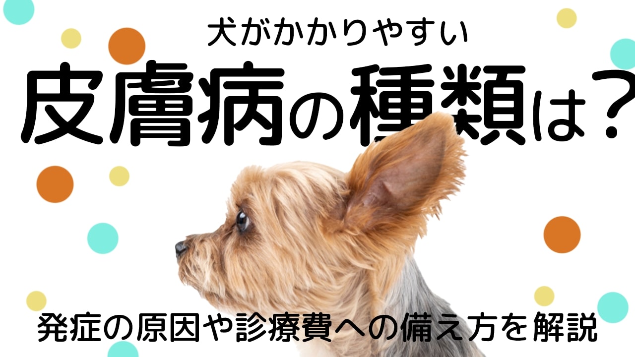 獣医師監修 犬がかかりやすい皮膚病の種類は 発症の原因や診療費への備え方とあわせて解説 ペット保険のトリセツ
