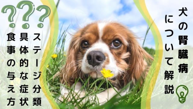 獣医師監修 犬の大きないびきは病気の可能性も 詳しい原因や呼吸器疾患の診療費事例を解説 ペット保険のトリセツ 獣医師監修 犬の大きないびきは病気の可能性も 詳しい原因や呼吸器疾患の診療費事例を解説 ペット保険のトリセツ