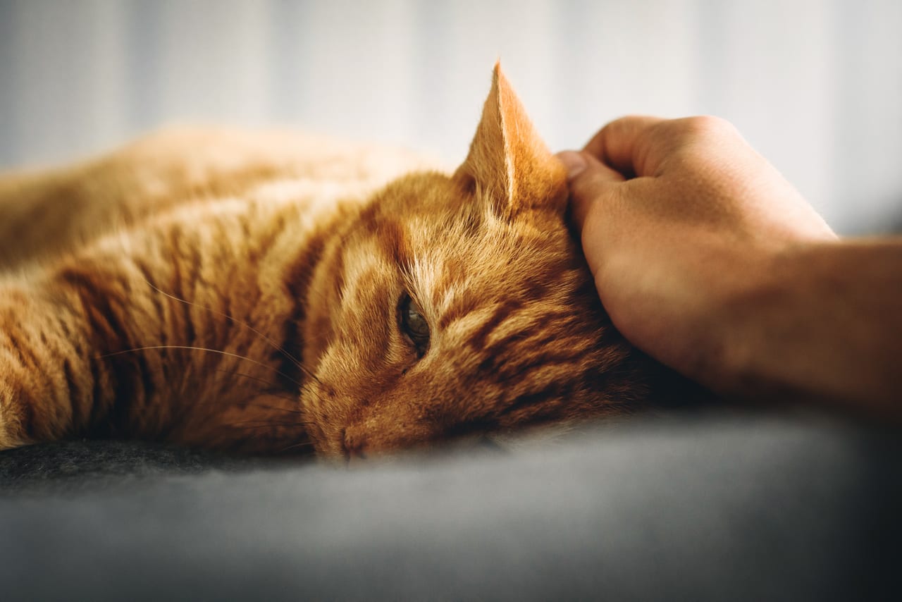 撫でられている猫