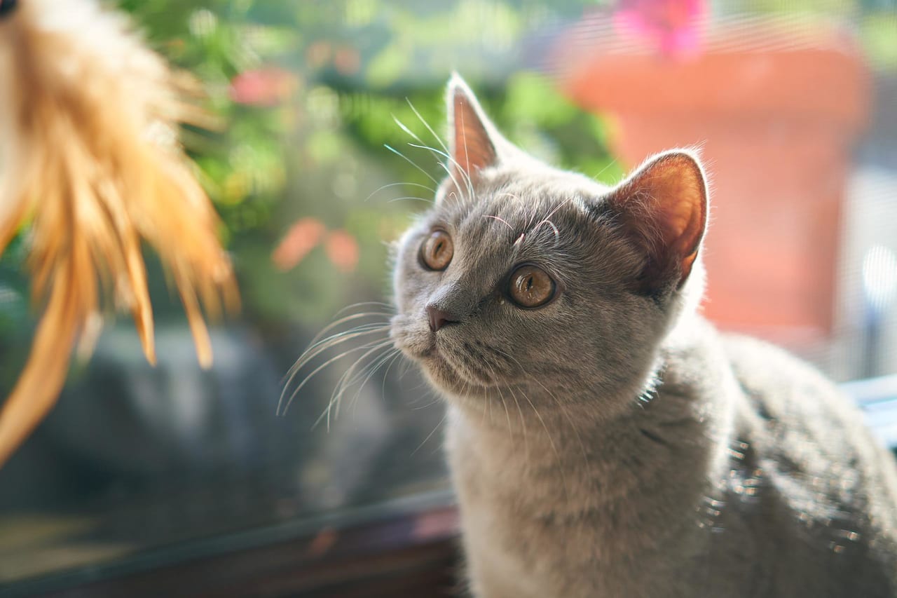 日向にいる猫
