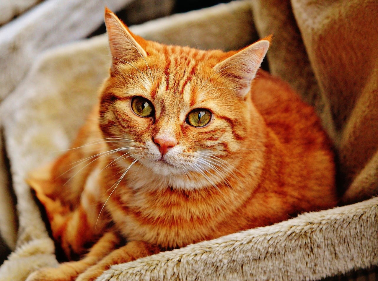 1点を見つめている猫