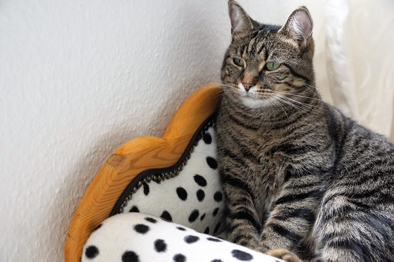 考えている猫