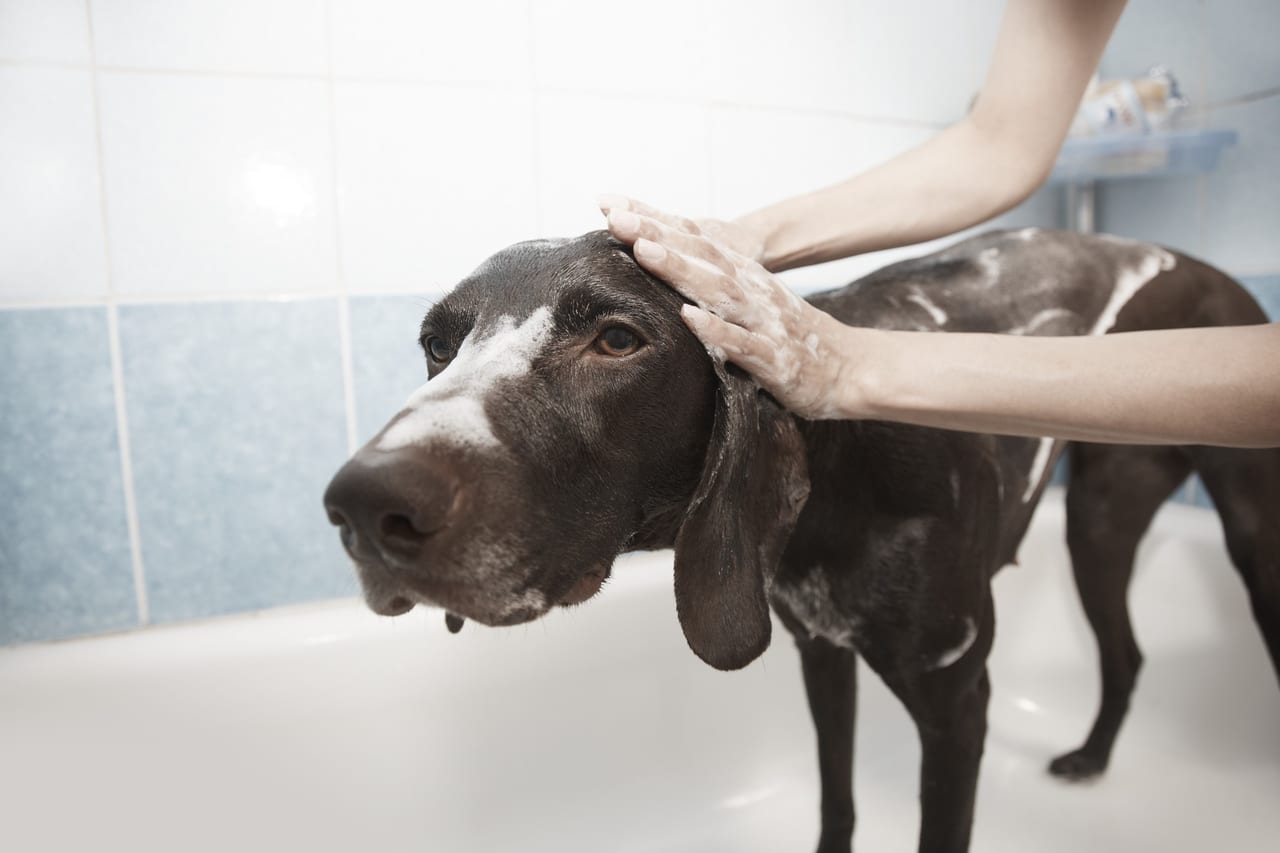 洗われている犬
