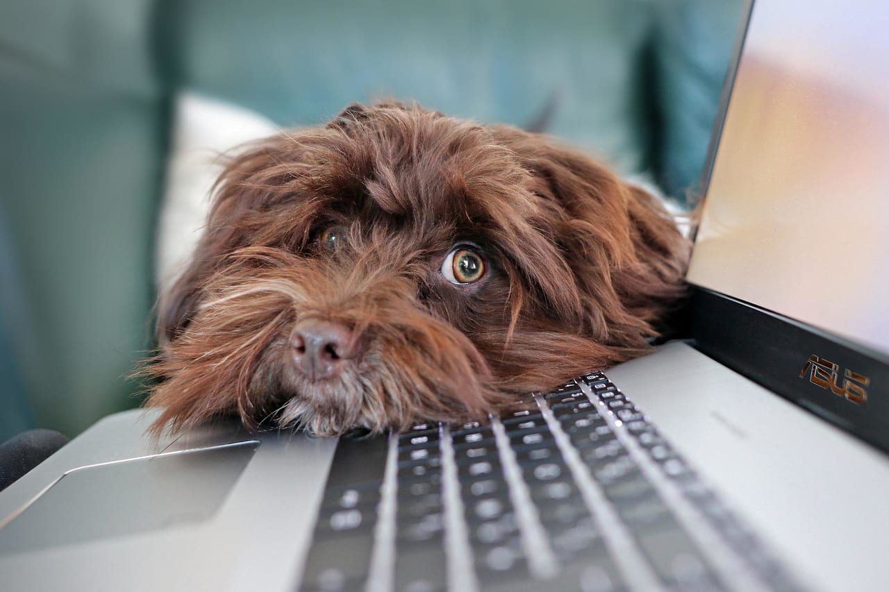ノートパソコンと犬