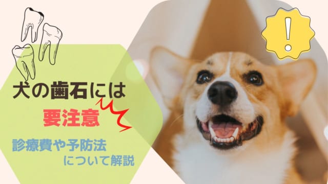 獣医師監修 犬の嘔吐は危険な病気のサインである可能性も 原因や症状とあわせてペット保険について解説 ペット保険のトリセツ 獣医師監修 犬の嘔吐は危険な病気のサインである可能性も 原因や症状とあわせてペット保険について解説 ペット保険のトリセツ