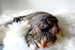 柔らかそうな寝床の猫