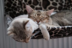 眠る猫2匹