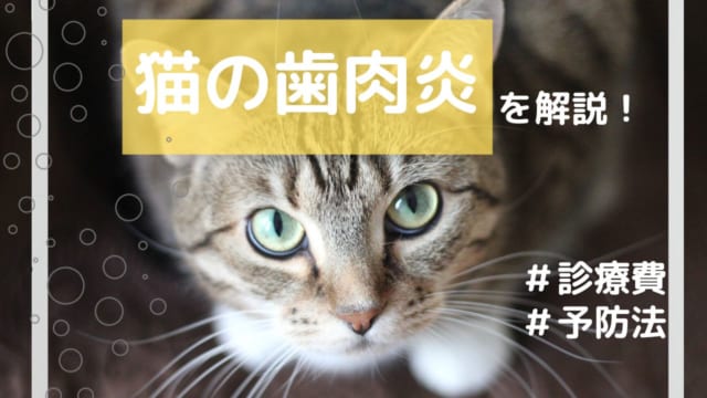 猫にエビを与えるのはng 与える危険性や身体に影響を及ぼす成分を徹底解説 ペット保険のトリセツ