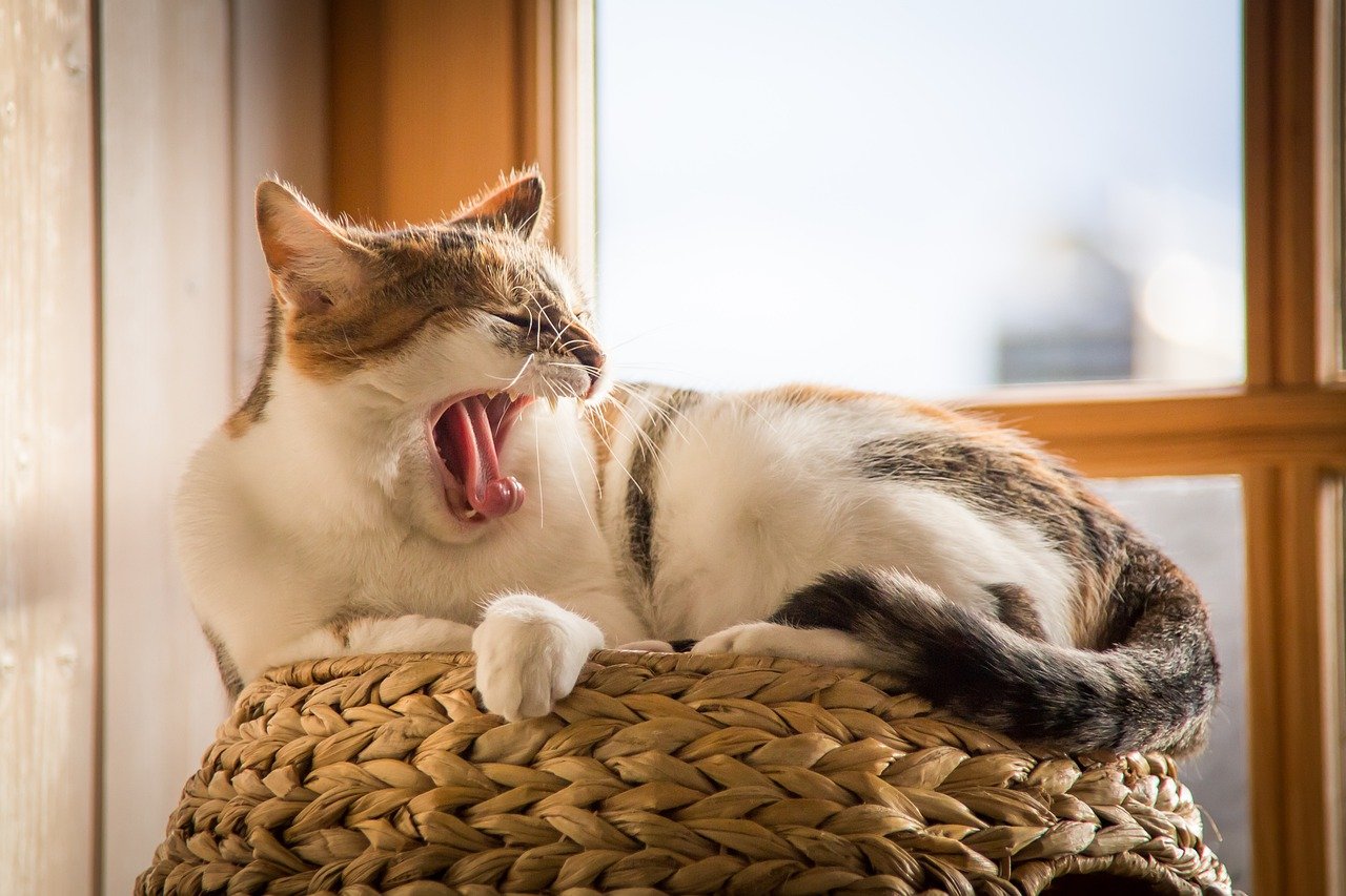 籠の上であくびをする猫