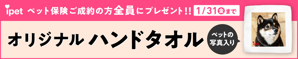 アイペットキャンペーンバナー