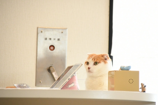 受付する猫
