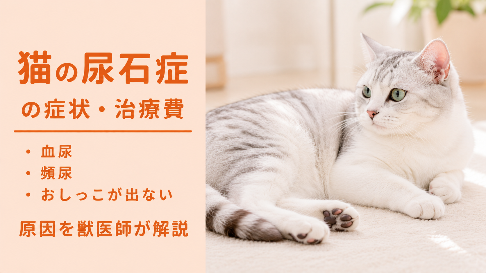 猫の尿路結石は初期症状で気づける？血尿の見分け方と治療費・フード選びを徹底解説