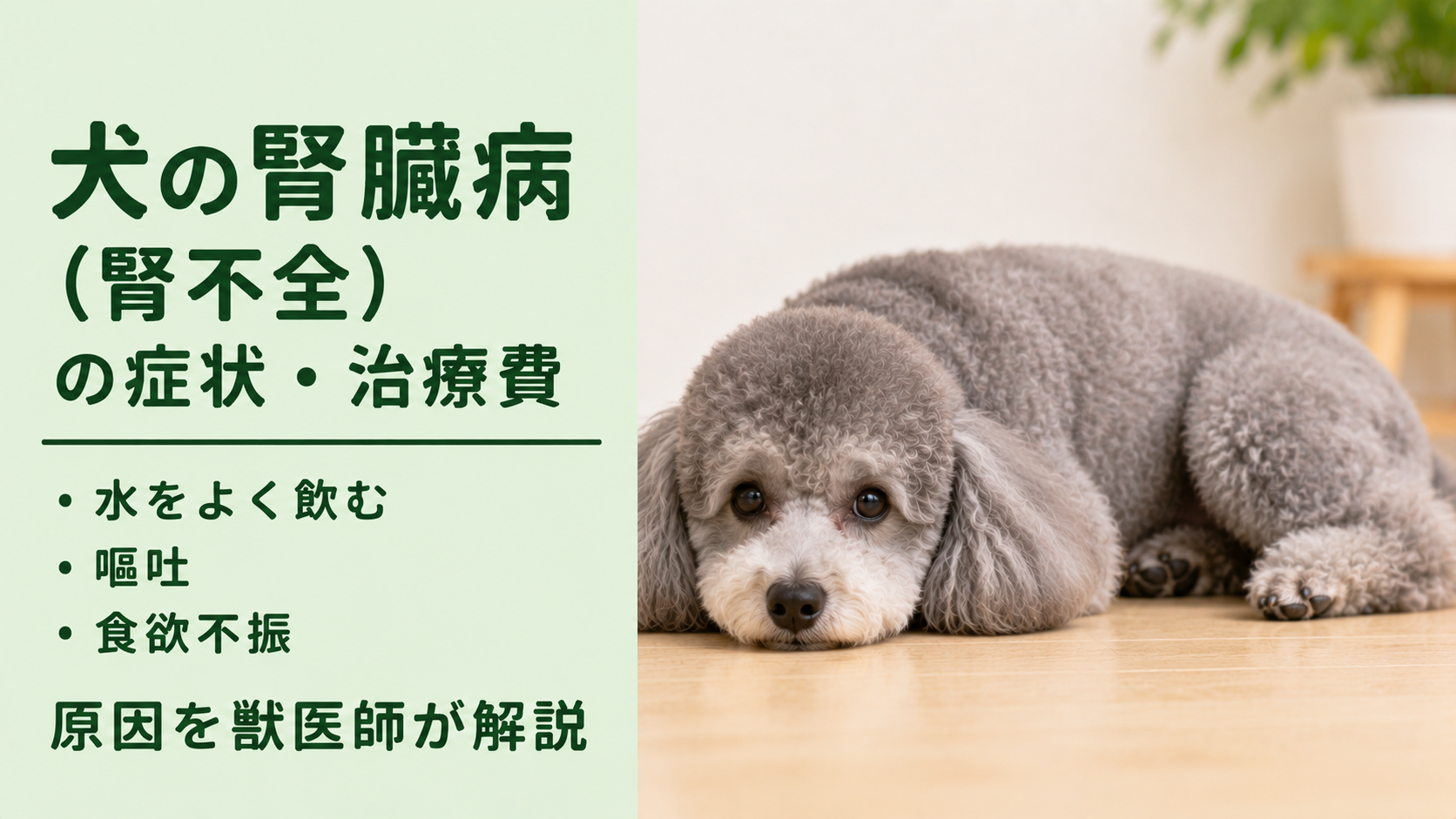 犬の腎臓病（腎不全）の症状・治療費｜水をよく飲む・嘔吐・食欲不振の