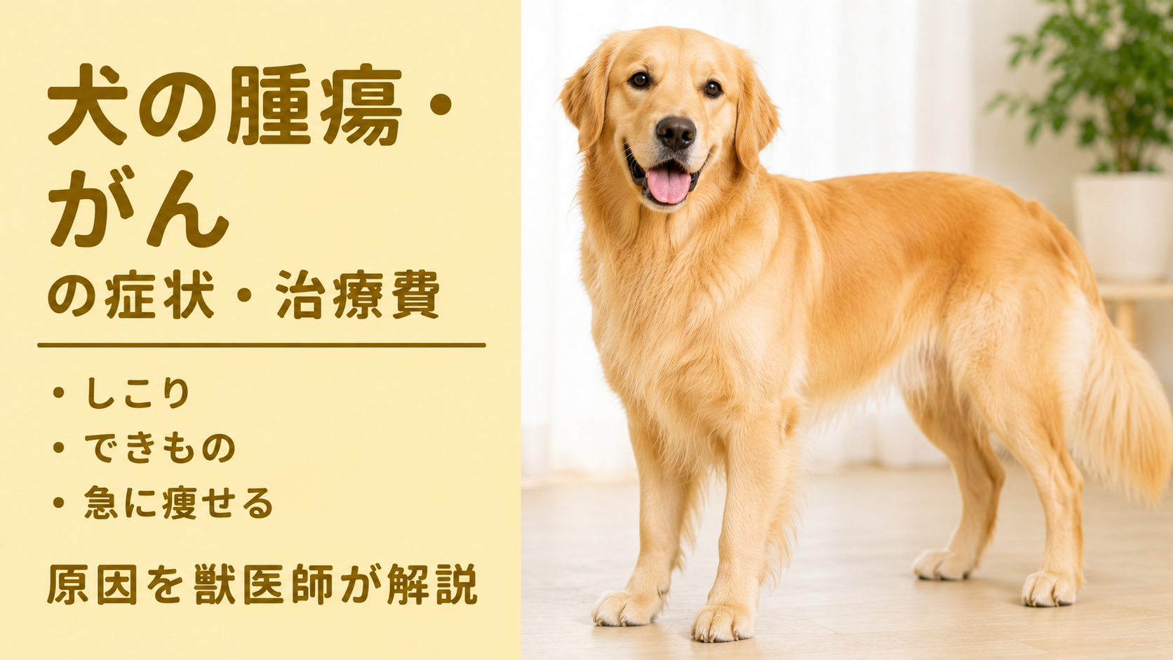 犬の腫瘍・がんの症状・治療費｜しこり・できもの・急に痩せるの原因を