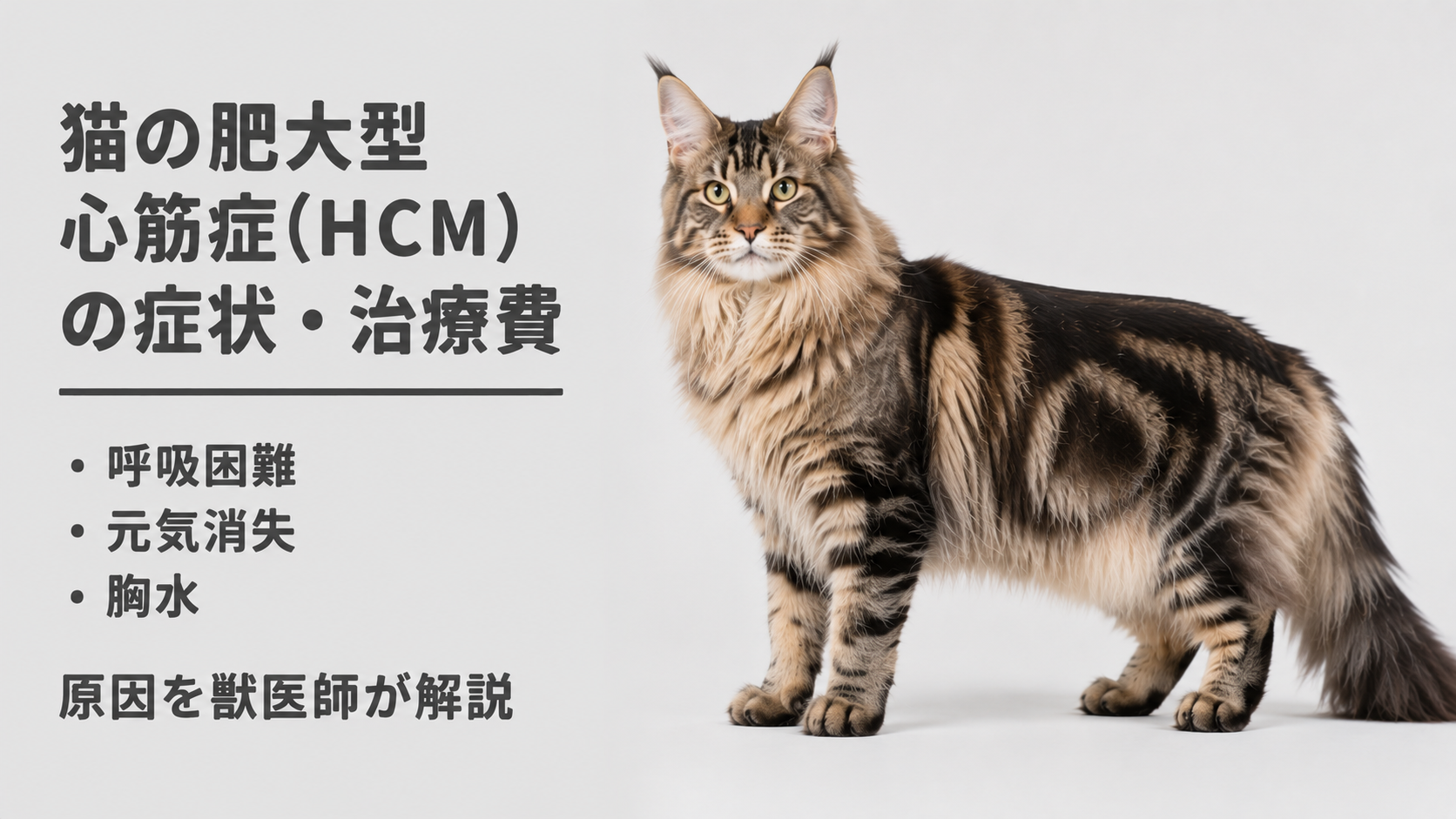 猫の肥大型心筋症（HCM）の症状・治療費｜呼吸困難・元気消失・胸水の